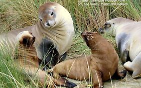 Catlins Newhaven Holiday Park